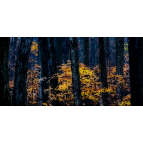Canada, Ontario Autumn abstract of forest